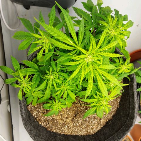 OB Geotextil growlog timeline photo