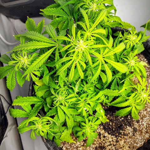 OB Geotextil growlog timeline photo