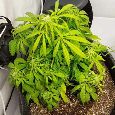 OB Geotextil growlog timeline photo
