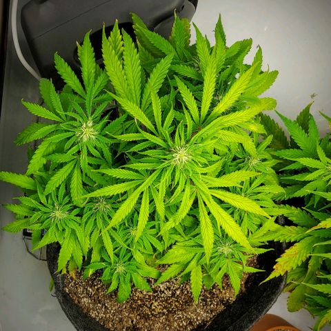 OB Geotextil growlog timeline photo