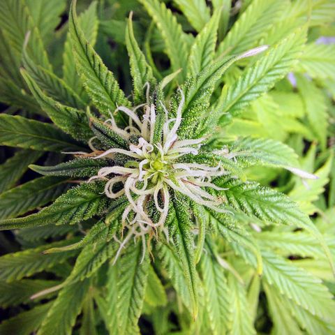 OB Geotextil growlog timeline photo