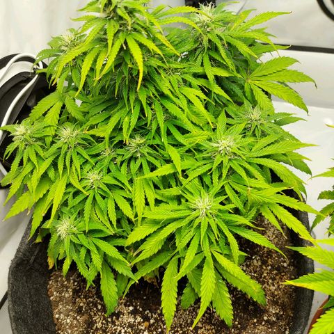 OB Geotextil growlog timeline photo