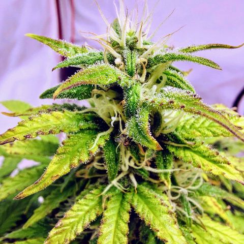 OB Geotextil growlog timeline photo
