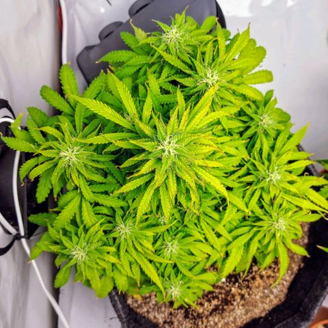 OB Geotextil growlog timeline photo