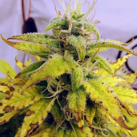 OB Geotextil growlog timeline photo