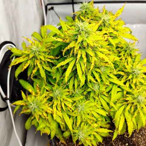 OB Geotextil growlog timeline photo
