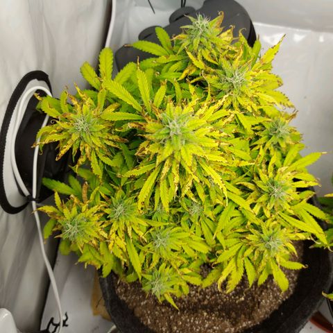 OB Geotextil growlog photo: Estás realmente feita