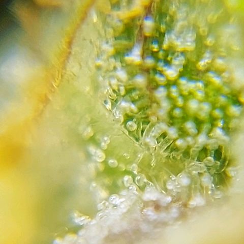 OB Geotextil growlog timeline photo