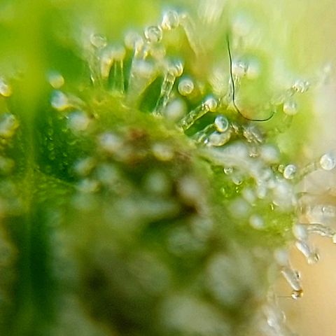 OB Geotextil growlog timeline photo