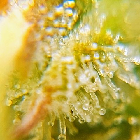 OB Geotextil growlog timeline photo
