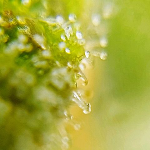 OB Geotextil growlog timeline photo