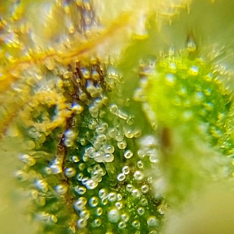OB Geotextil growlog timeline photo