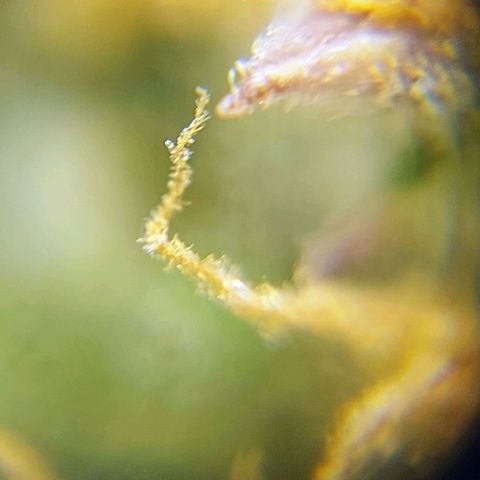OB Geotextil growlog timeline photo