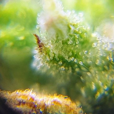 OB Geotextil growlog timeline photo