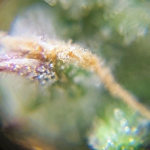 OB Geotextil growlog timeline photo