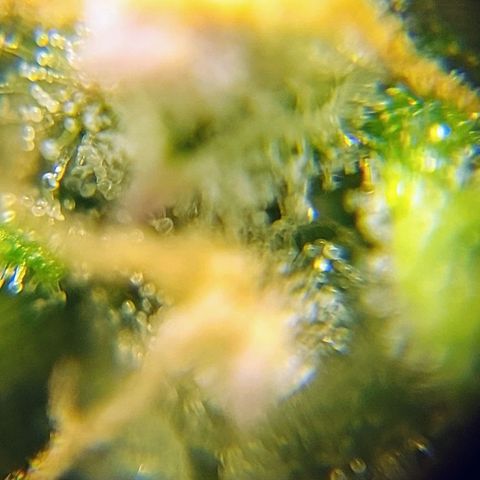 OB Geotextil growlog timeline photo