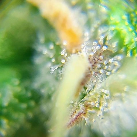 OB Geotextil growlog timeline photo