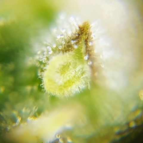OB Geotextil growlog timeline photo