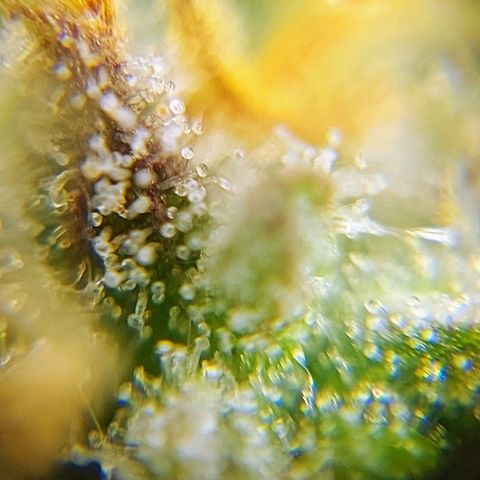 OB Geotextil growlog timeline photo