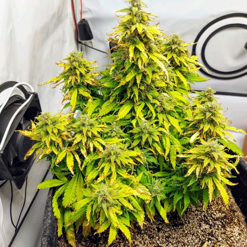 OB Geotextil growlog timeline photo