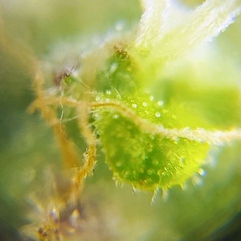 OB Geotextil growlog timeline photo