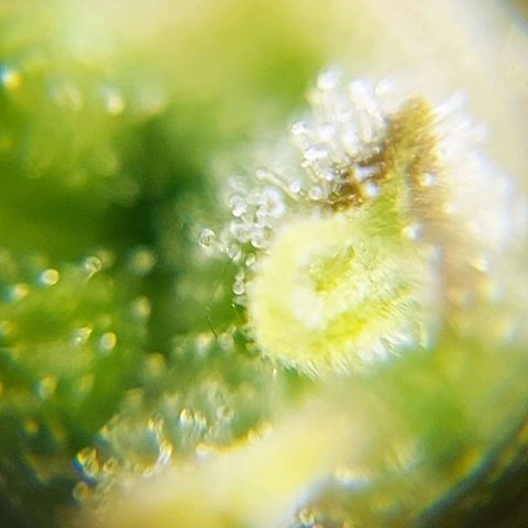 OB Geotextil growlog timeline photo