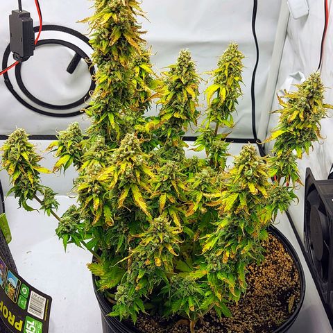 OB Geotextil growlog timeline photo
