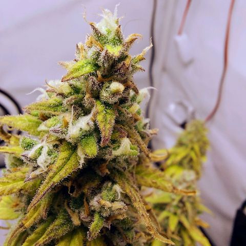 OB Geotextil growlog timeline photo