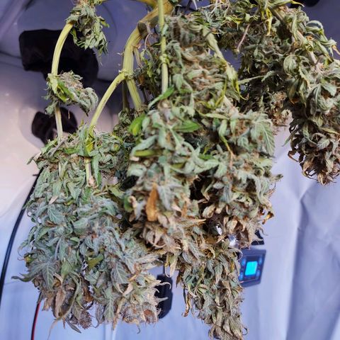 OB Geotextil growlog timeline photo