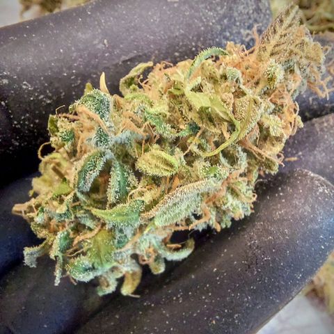 OB Geotextil growlog photo: Luego de la manicure