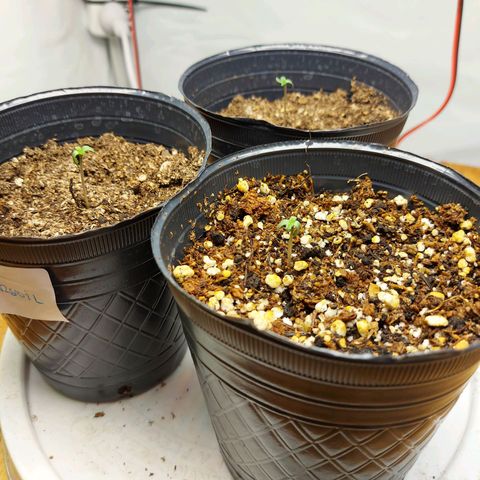 OB Geotextil growlog timeline photo