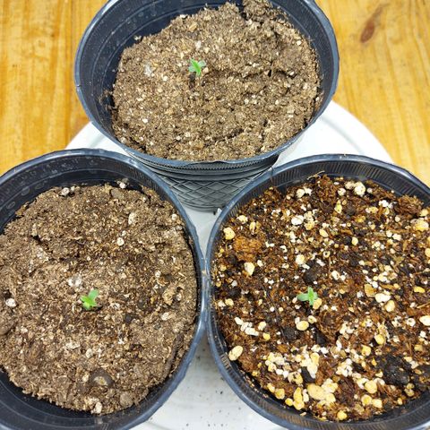 OB Geotextil growlog timeline photo
