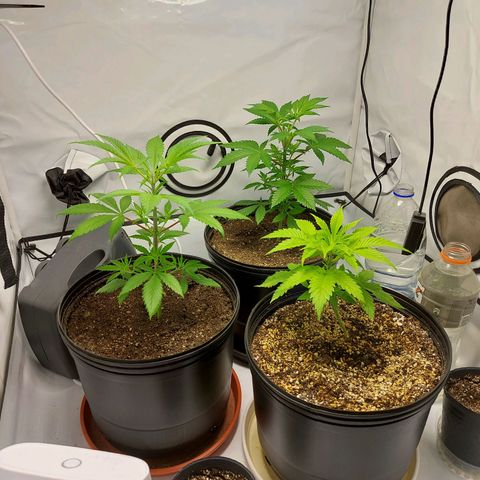 OB Geotextil growlog timeline photo