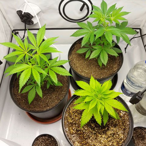 OB Geotextil growlog timeline photo