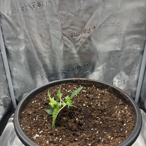 Green Crack F1 Hybrid Zamnesia growlog photo: First stage of LST 