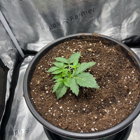 Green Crack F1 Hybrid Zamnesia growlog timeline photo