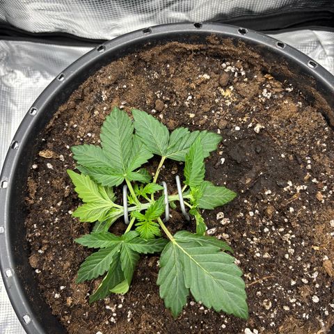 Green Crack F1 Hybrid Zamnesia growlog timeline photo