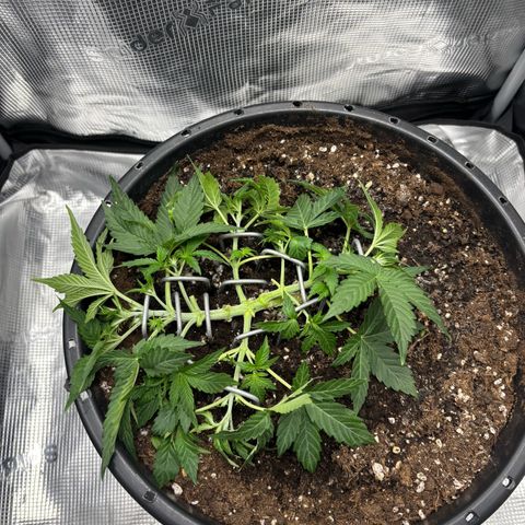 Green Crack F1 Hybrid Zamnesia growlog timeline photo
