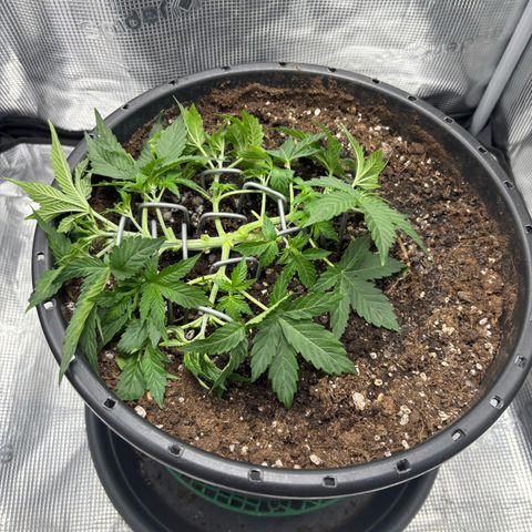 Green Crack F1 Hybrid Zamnesia growlog timeline photo