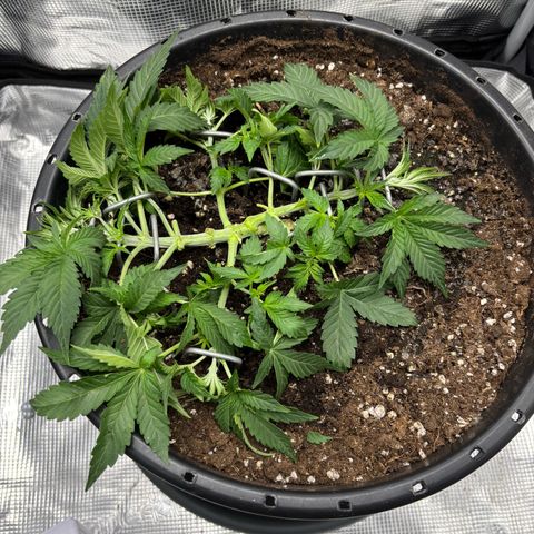 Green Crack F1 Hybrid Zamnesia growlog timeline photo
