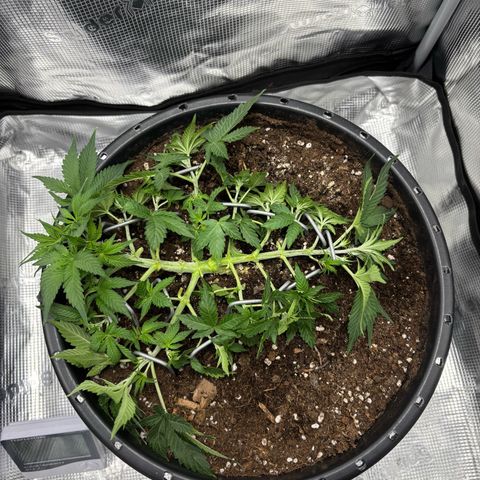 Green Crack F1 Hybrid Zamnesia growlog timeline photo