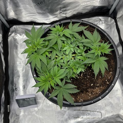 Green Crack F1 Hybrid Zamnesia growlog timeline photo