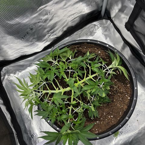 Green Crack F1 Hybrid Zamnesia growlog timeline photo