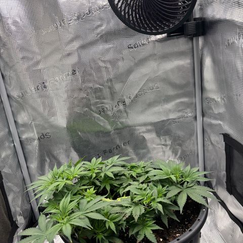Green Crack F1 Hybrid Zamnesia growlog timeline photo