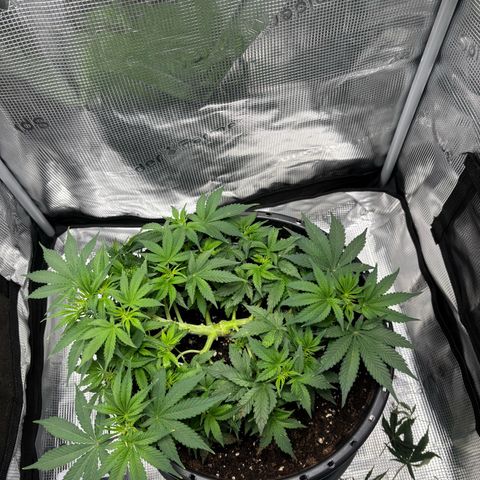 Green Crack F1 Hybrid Zamnesia growlog timeline photo