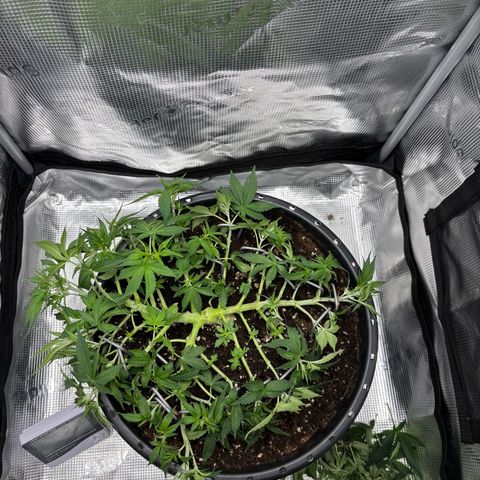 Green Crack F1 Hybrid Zamnesia growlog timeline photo