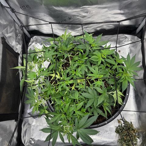 Green Crack F1 Hybrid Zamnesia growlog timeline photo