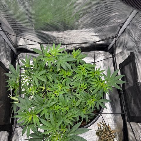 Green Crack F1 Hybrid Zamnesia growlog timeline photo