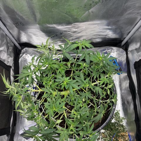 Green Crack F1 Hybrid Zamnesia growlog timeline photo