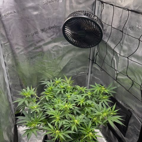 Green Crack F1 Hybrid Zamnesia growlog timeline photo